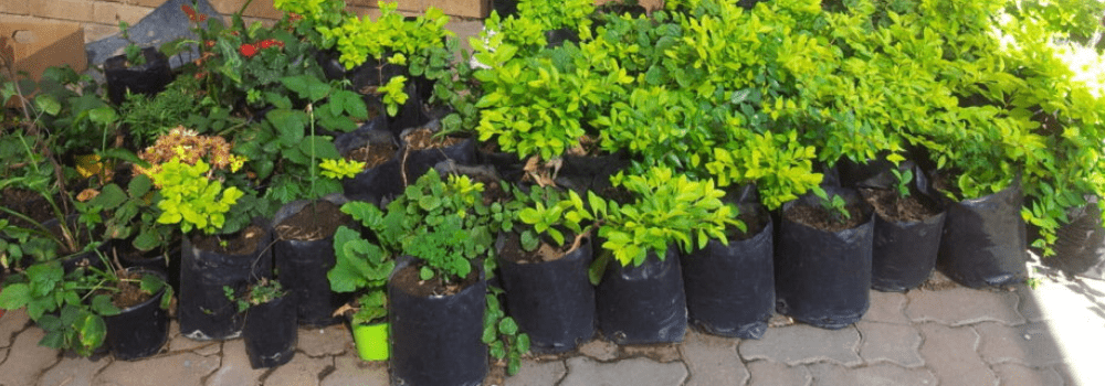 Tree Planting Image