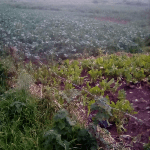 HBF Farming Projects